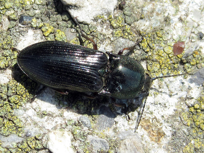 Elateridae: Selatosomus aeneus